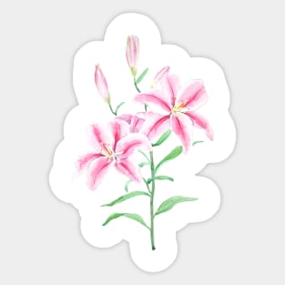 pink lily flower watercolor Sticker